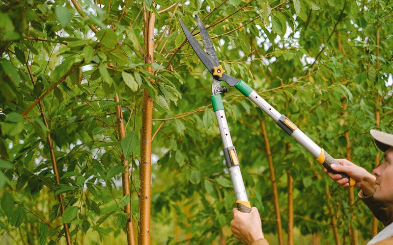 Tree trimming in Dannebrog, NE