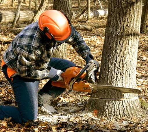 Tree Removal in Dannebrog, NE